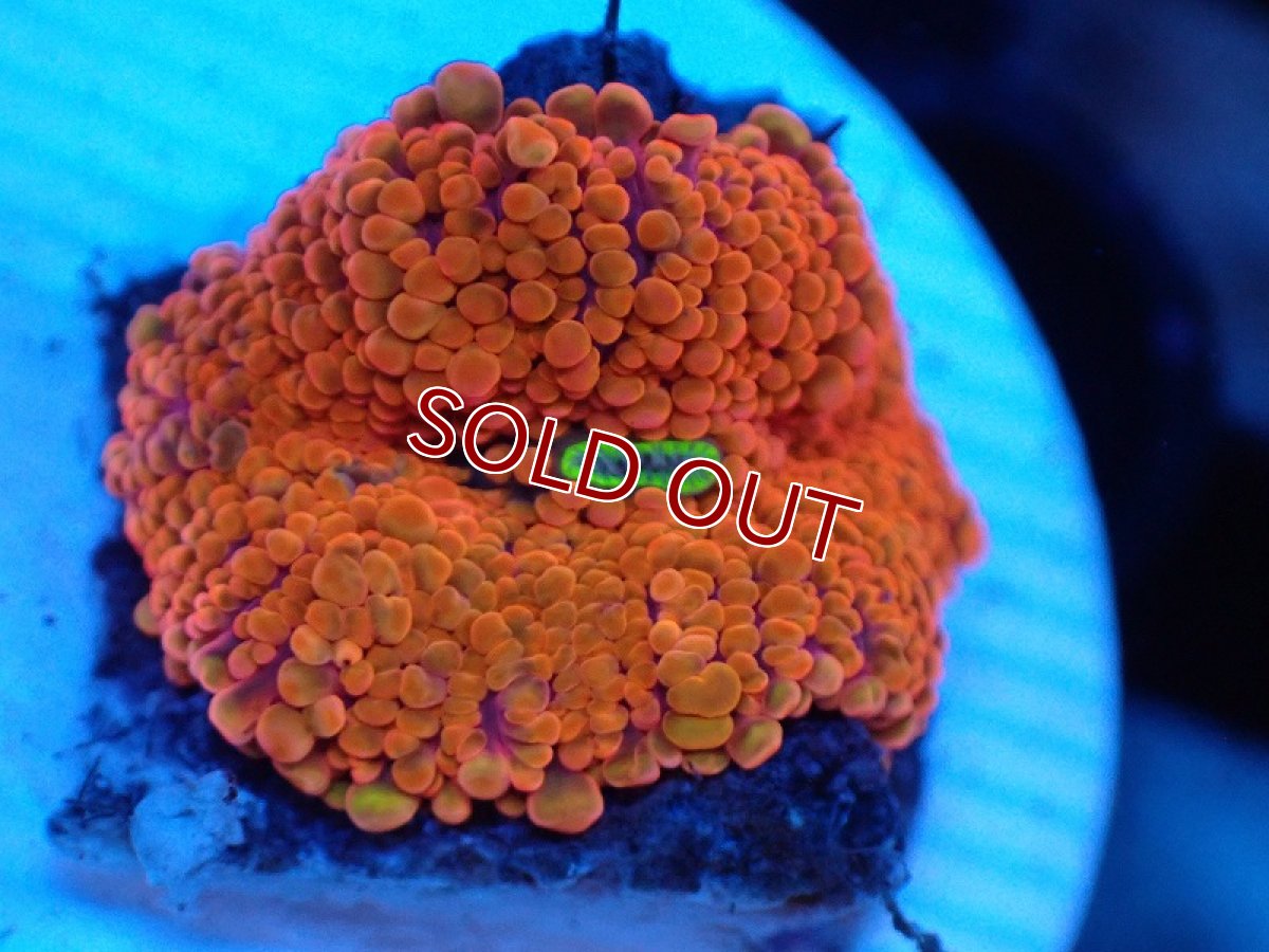 画像1: 【サンゴ】【通販】バブルディスクコーラル（Orange)（個体販売）No.14（生体）（サンゴ） (1)