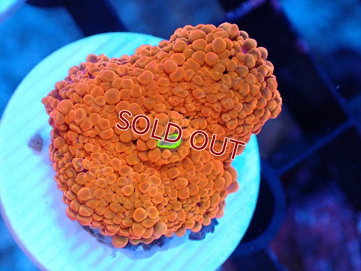 画像1: 【サンゴ】【通販】バブルディスクコーラル（Orange)（個体販売）No.16（生体）（サンゴ） (1)