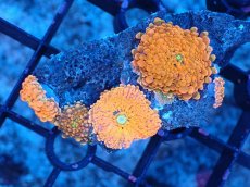 画像1: 【サンゴ】【通販】バブルディスクコーラル（Orange/コロニー）（個体販売）No.17（生体）（サンゴ） (1)