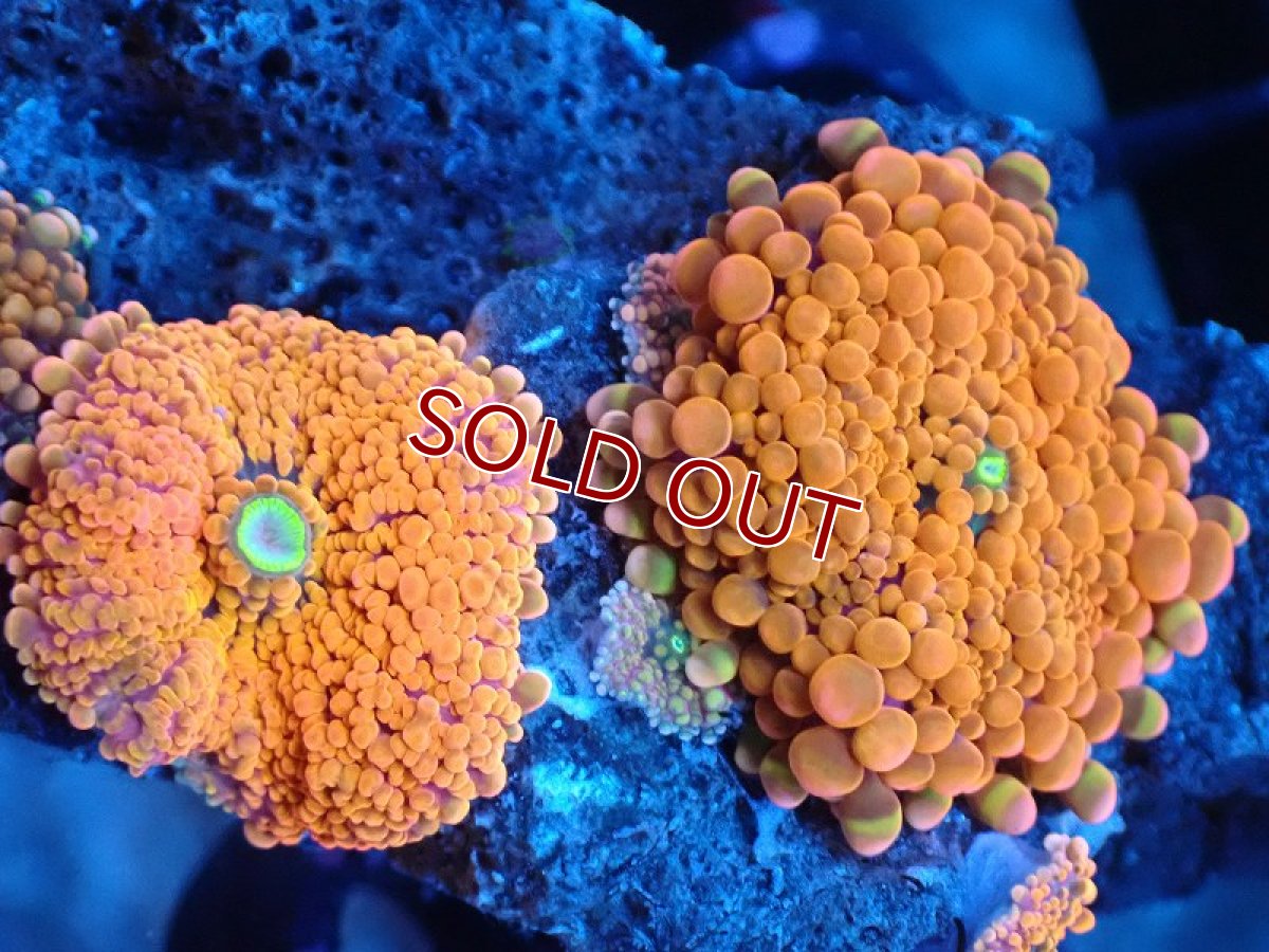 画像2: 【サンゴ】【通販】バブルディスクコーラル（Orange/コロニー）（個体販売）No.17（生体）（サンゴ） (2)