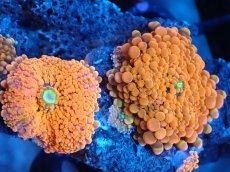 画像2: 【サンゴ】【通販】バブルディスクコーラル（Orange/コロニー）（個体販売）No.17（生体）（サンゴ） (2)