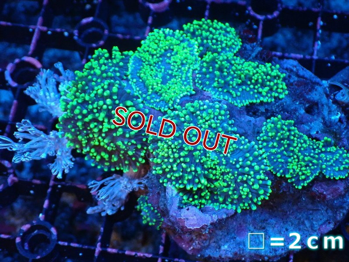 画像1: 【サンゴ】【通販】ヘアリーディスクコーラル（メタリックグリーン/ウミアザミ付き）（個体販売）（生体）（サンゴ） (1)