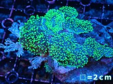 画像1: 【サンゴ】【通販】ヘアリーディスクコーラル（メタリックグリーン/ウミアザミ付き）（個体販売）（生体）（サンゴ） (1)