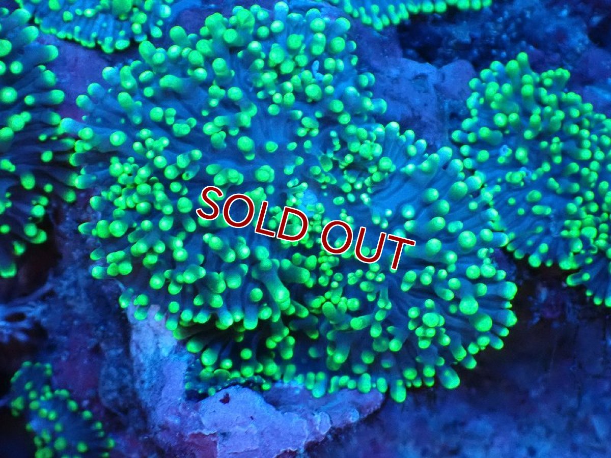 画像2: 【サンゴ】【通販】ヘアリーディスクコーラル（メタリックグリーン/ウミアザミ付き）（個体販売）（生体）（サンゴ） (2)