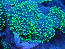 画像2: 【サンゴ】【通販】ヘアリーディスクコーラル（メタリックグリーン/ウミアザミ付き）（個体販売）（生体）（サンゴ） (2)