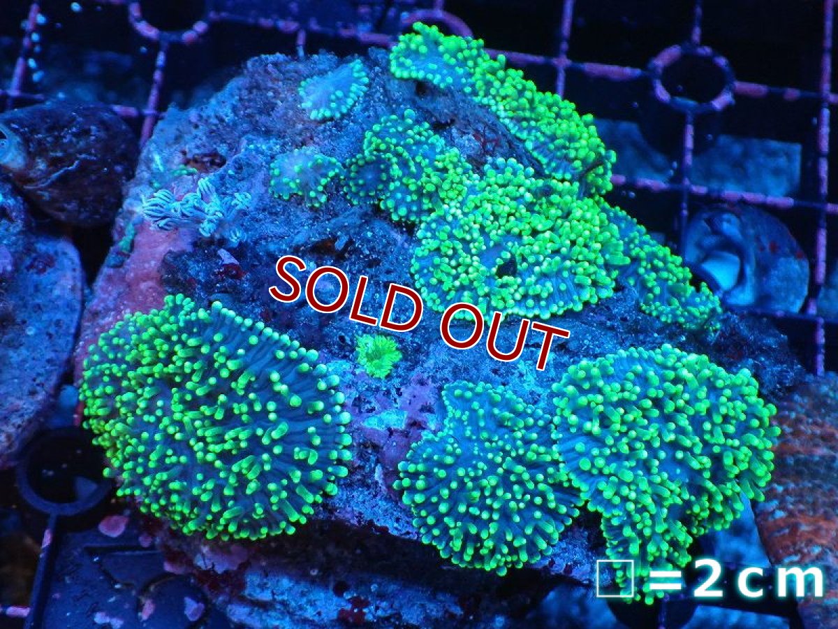 画像1: 【サンゴ】【通販】ヘアリーディスクコーラル（メタリックグリーン/ウミアザミ付き）（個体販売）（生体）（サンゴ） (1)