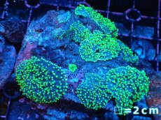 画像1: 【サンゴまとめ買い割引き10％〜20%OFF対象商品】【サンゴ】【通販】ヘアリーディスクコーラル（メタリックグリーン/ウミアザミ付き）（個体販売）（生体）（サンゴ） (1)