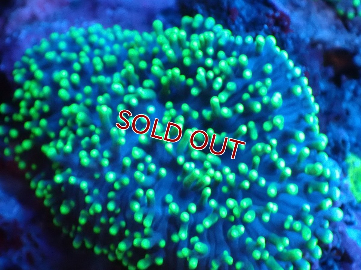 画像2: 【サンゴ】【通販】ヘアリーディスクコーラル（メタリックグリーン/ウミアザミ付き）（個体販売）（生体）（サンゴ） (2)