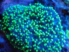 画像2: 【サンゴまとめ買い割引き10％〜20%OFF対象商品】【サンゴ】【通販】ヘアリーディスクコーラル（メタリックグリーン/ウミアザミ付き）（個体販売）（生体）（サンゴ） (2)