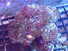 画像1: 【サンゴまとめ買い割引き10％〜20%OFF対象商品】 【サンゴ】【通販】ヘアリーディスクコーラル（メタリックグリーン）（個体販売）No.1（生体）（サンゴ） (1)