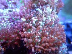 画像2: 【サンゴまとめ買い割引き10％〜20%OFF対象商品】 【サンゴ】【通販】ヘアリーディスクコーラル（メタリックグリーン）（個体販売）No.1（生体）（サンゴ） (2)