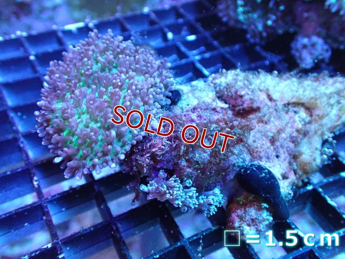 画像1: 【サンゴ】【通販】ヘアリーディスクコーラル（メタリックグリーン/ウミアザミ付き）（個体販売）No.2（生体）（サンゴ） (1)