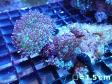 画像1: 【サンゴまとめ買い割引き10％〜20%OFF対象商品】 【サンゴ】【通販】ヘアリーディスクコーラル（メタリックグリーン/ウミアザミ付き）（個体販売）No.2（生体）（サンゴ） (1)