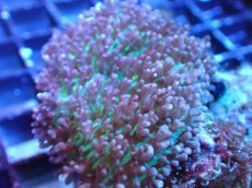 画像2: 【サンゴまとめ買い割引き10％〜20%OFF対象商品】 【サンゴ】【通販】ヘアリーディスクコーラル（メタリックグリーン/ウミアザミ付き）（個体販売）No.2（生体）（サンゴ） (2)