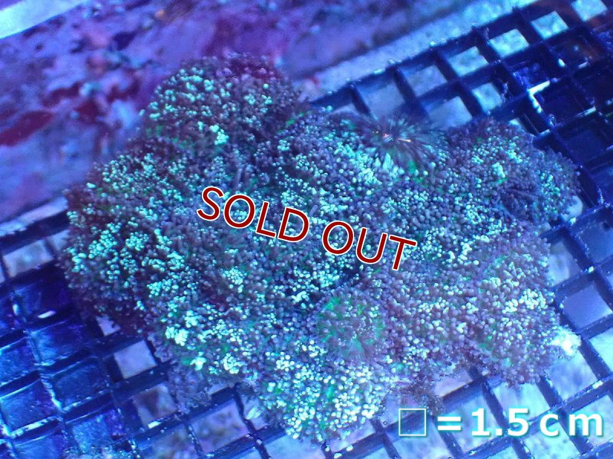 画像1: 【サンゴまとめ買い割引き10％〜20%OFF対象商品】 【サンゴ】【通販】ヘアリーディスクコーラル（メタリックグリーン）Lサイズ（個体販売）No.3（生体）（サンゴ） (1)