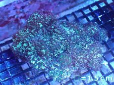 画像1: 【サンゴまとめ買い割引き10％〜20%OFF対象商品】 【サンゴ】【通販】ヘアリーディスクコーラル（メタリックグリーン）Lサイズ（個体販売）No.3（生体）（サンゴ） (1)