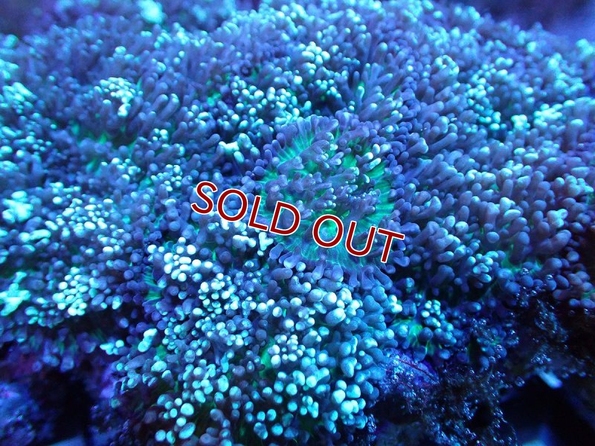 画像2: 【サンゴまとめ買い割引き10％〜20%OFF対象商品】 【サンゴ】【通販】ヘアリーディスクコーラル（メタリックグリーン）Lサイズ（個体販売）No.3（生体）（サンゴ） (2)