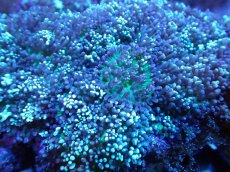 画像2: 【サンゴまとめ買い割引き10％〜20%OFF対象商品】 【サンゴ】【通販】ヘアリーディスクコーラル（メタリックグリーン）Lサイズ（個体販売）No.3（生体）（サンゴ） (2)