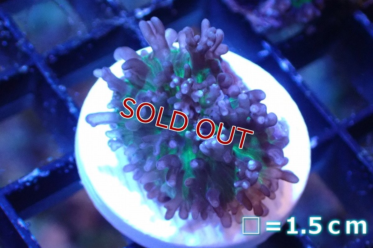 画像1: 【サンゴ】【通販】フラグ ヘアリーディスクコーラル（Metallic Green) （個体販売）No.2（生体）（サンゴ） (1)