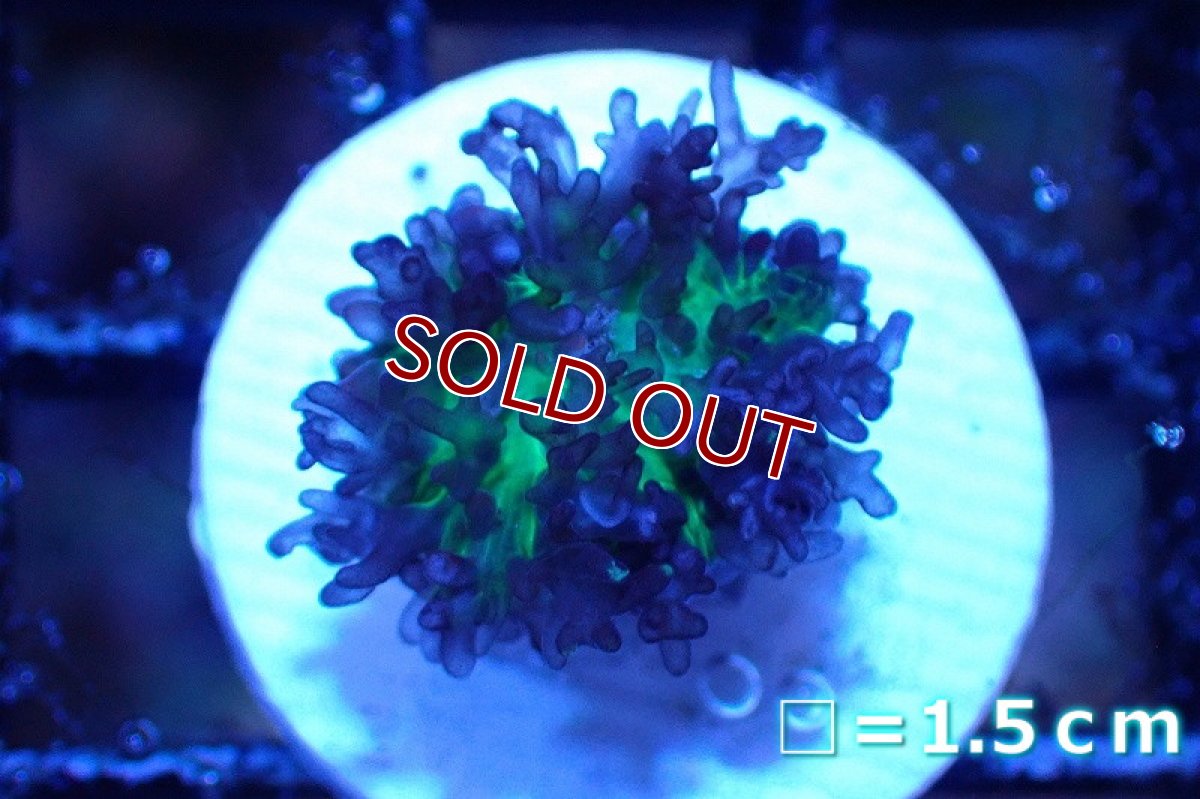 画像1: 【サンゴまとめ買い割引き10％〜20%OFF対象商品】 【サンゴ】【通販】フラグ ヘアリーディスクコーラル（Metallic Green) （個体販売）No.3（生体）（サンゴ） (1)