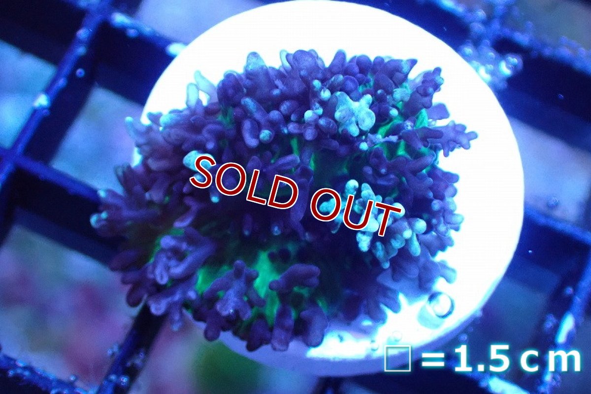 画像1: 【サンゴ】【通販】フラグ ヘアリーディスクコーラル（Metallic Green) （個体販売）No.4（生体）（サンゴ） (1)