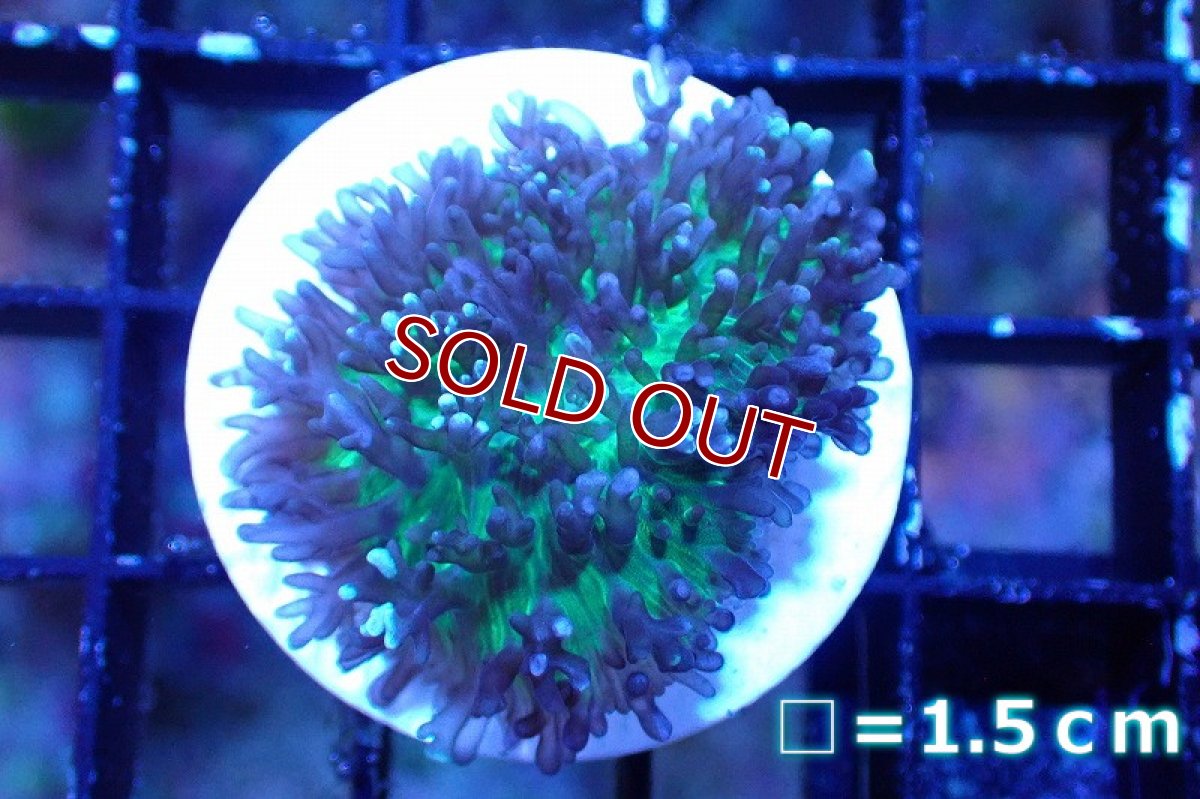 画像1: 【サンゴまとめ買い割引き10％〜20%OFF対象商品】 【サンゴ】【通販】フラグ ヘアリーディスクコーラル（Metallic Green) （個体販売）No.5（生体）（サンゴ） (1)