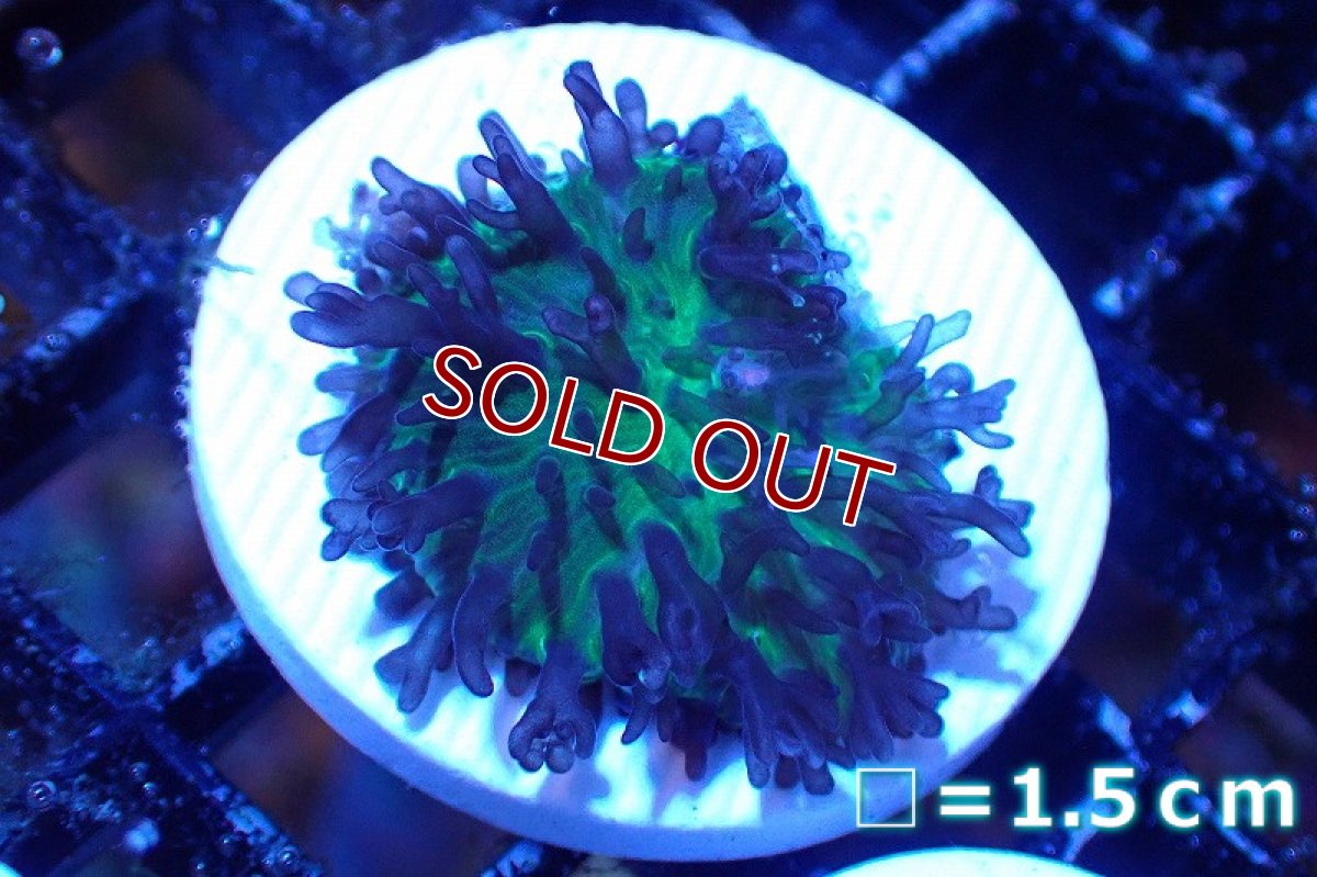 画像1: 【サンゴまとめ買い割引き10％〜20%OFF対象商品】 【サンゴ】【通販】フラグ ヘアリーディスクコーラル（Metallic Green) （個体販売）No.6（生体）（サンゴ） (1)