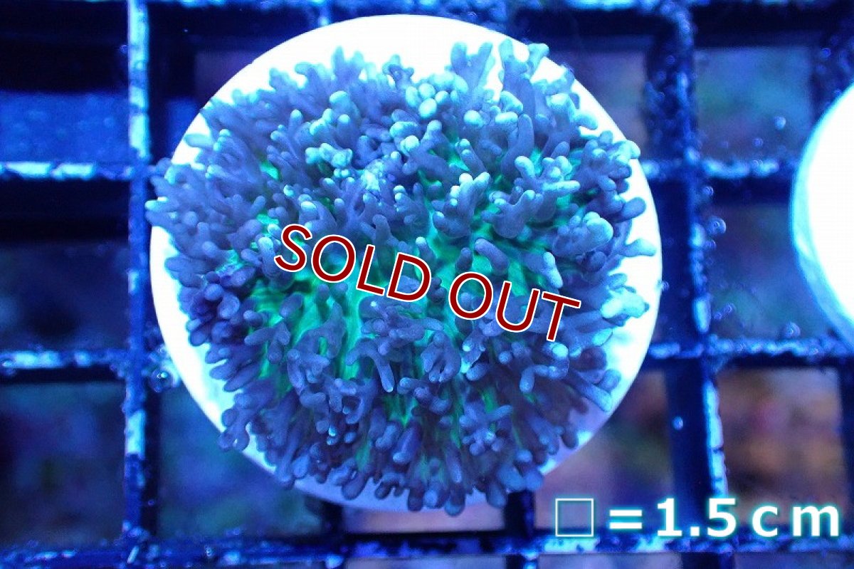 画像1: 【サンゴまとめ買い割引き10％〜20%OFF対象商品】 【サンゴ】【通販】フラグ ヘアリーディスクコーラル（Metallic Green) （個体販売）No.7（生体）（サンゴ） (1)