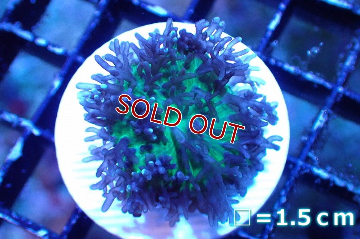 画像1: 【サンゴまとめ買い割引き10％〜20%OFF対象商品】 【サンゴ】【通販】フラグ ヘアリーディスクコーラル（Metallic Green) （個体販売）No.9（生体）（サンゴ） (1)