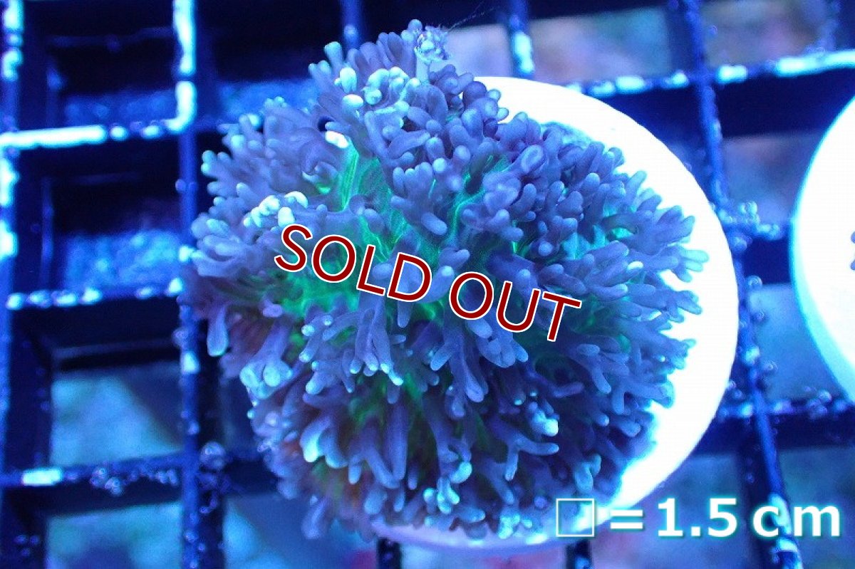 画像1: 【サンゴまとめ買い割引き10％〜20%OFF対象商品】 【サンゴ】【通販】フラグ ヘアリーディスクコーラル（Metallic Green) （個体販売）No.11（生体）（サンゴ） (1)