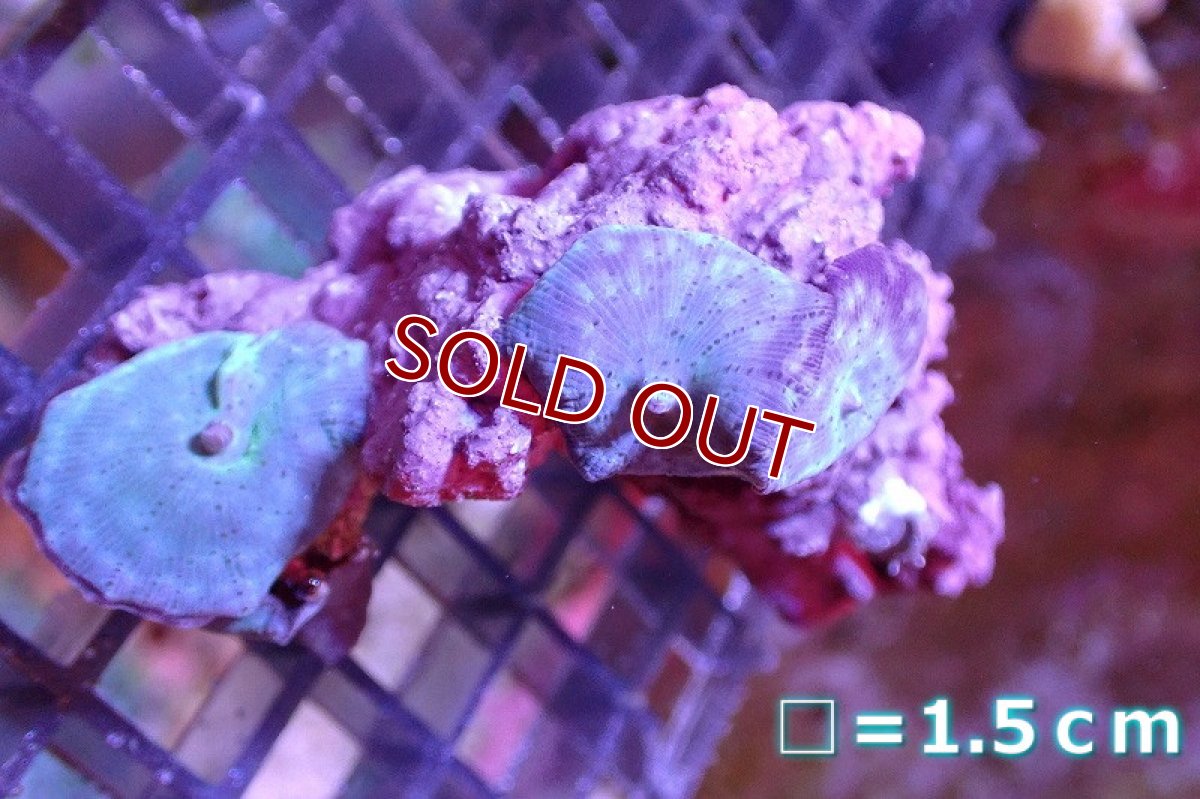 画像1: 【サンゴ】【通販】ブルーディスクコーラルsp. （個体販売）No.1（生体）（サンゴ） (1)