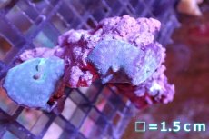 画像1: 【サンゴ】【通販】ブルーディスクコーラルsp. （個体販売）No.1（生体）（サンゴ） (1)