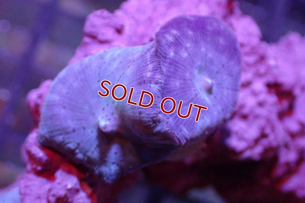 画像2: 【サンゴ】【通販】ブルーディスクコーラルsp. （個体販売）No.1（生体）（サンゴ） (2)