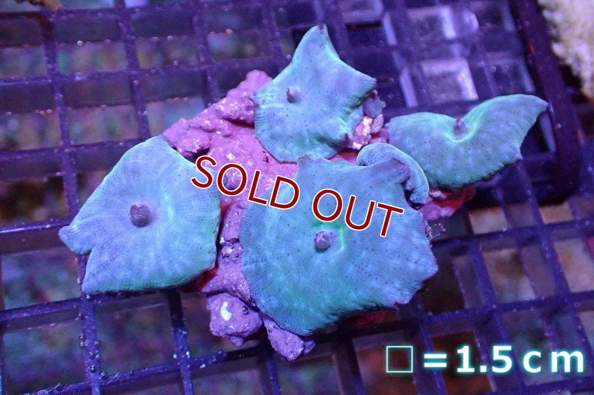 画像1: 【サンゴ】【通販】ブルーディスクコーラルsp. （個体販売）No.2（生体）（サンゴ） (1)