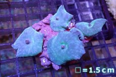 画像1: 【サンゴ】【通販】ブルーディスクコーラルsp. （個体販売）No.2（生体）（サンゴ） (1)