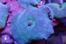 画像2: 【サンゴ】【通販】ブルーディスクコーラルsp. （個体販売）No.2（生体）（サンゴ） (2)