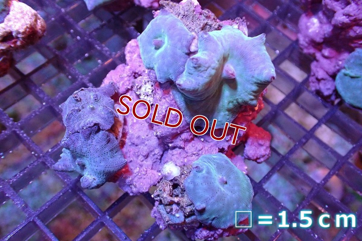 画像1: 【サンゴ】【通販】ブルーディスクコーラルsp. （個体販売）No.3（生体）（サンゴ） (1)