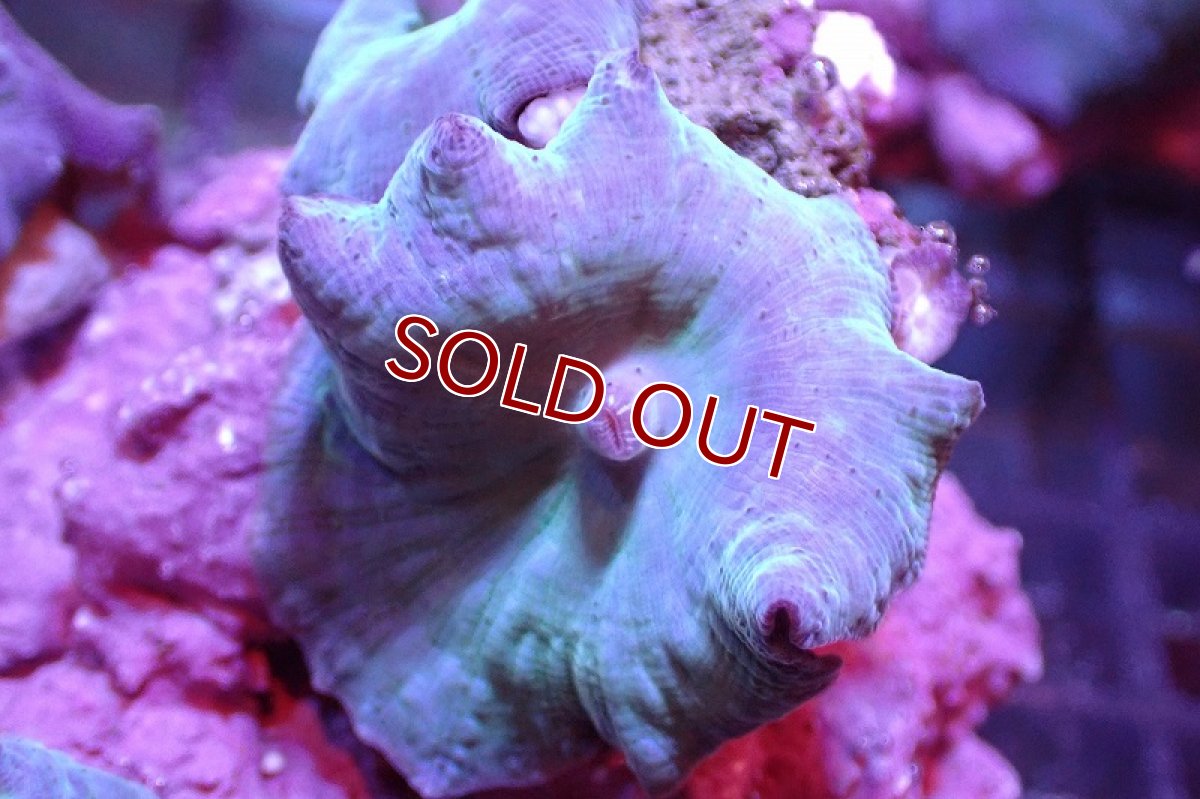 画像2: 【サンゴ】【通販】ブルーディスクコーラルsp. （個体販売）No.3（生体）（サンゴ） (2)