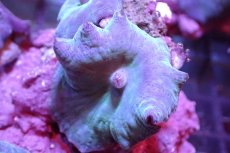 画像2: 【サンゴ】【通販】ブルーディスクコーラルsp. （個体販売）No.3（生体）（サンゴ） (2)