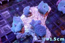 画像1: 【サンゴ】【通販】ブルーディスクコーラルsp. （個体販売）No.4（生体）（サンゴ） (1)