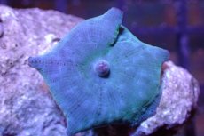 画像2: 【サンゴ】【通販】ブルーディスクコーラルsp. （個体販売）No.4（生体）（サンゴ） (2)