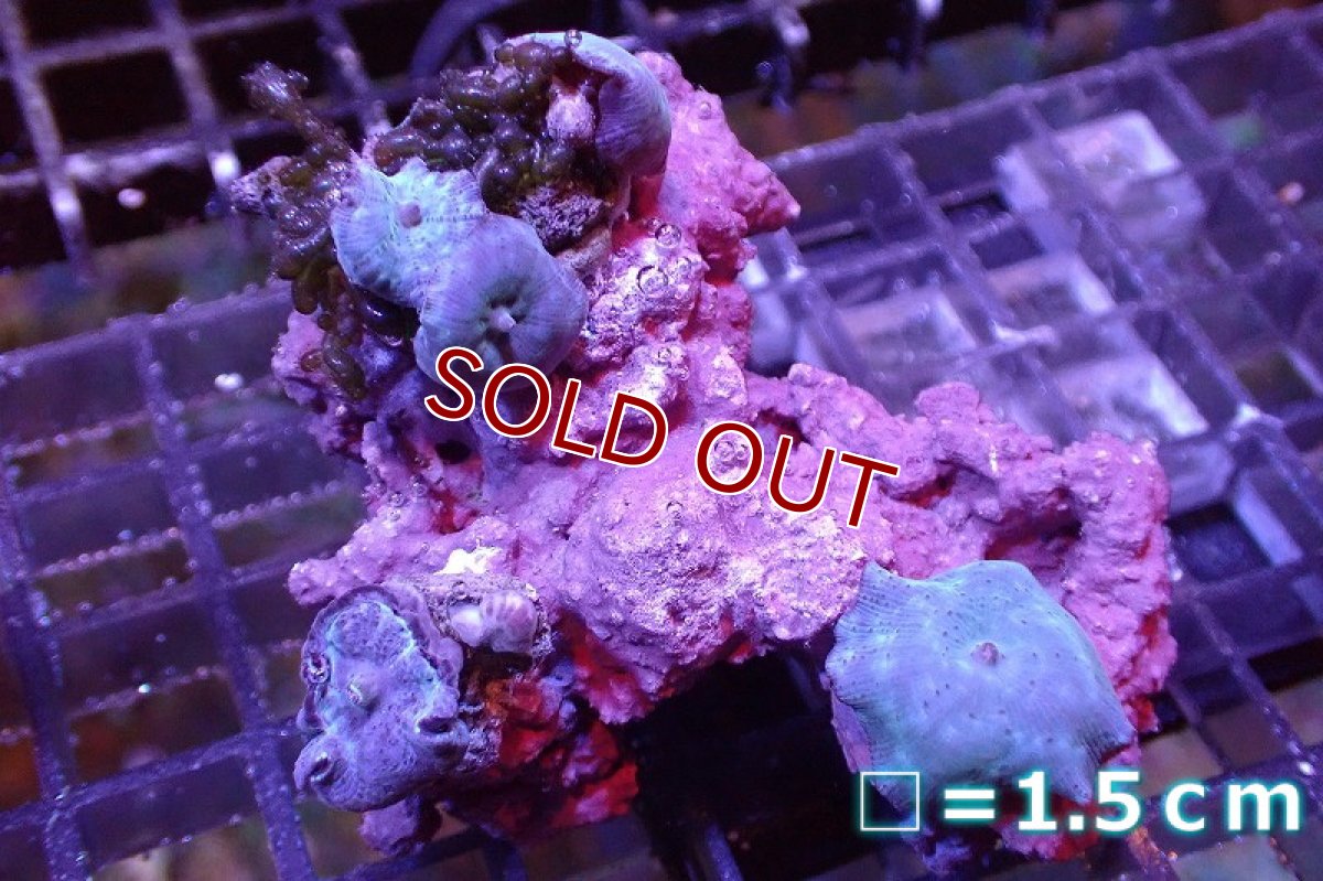 画像1: 【サンゴ】【通販】ブルーディスクコーラルsp. （個体販売）No.5（生体）（サンゴ） (1)