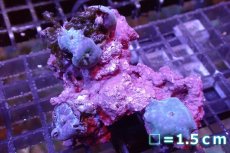 画像1: 【サンゴ】【通販】ブルーディスクコーラルsp. （個体販売）No.5（生体）（サンゴ） (1)