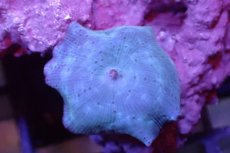 画像2: 【サンゴ】【通販】ブルーディスクコーラルsp. （個体販売）No.5（生体）（サンゴ） (2)