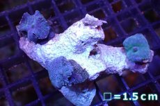 画像1: 【サンゴ】【通販】ブルーディスクコーラルsp. （個体販売）No.6（生体）（サンゴ） (1)