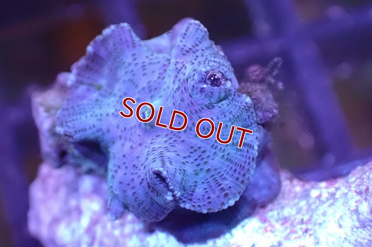 画像2: 【サンゴまとめ買い割引き10％〜20%OFF対象商品】 【サンゴ】【通販】ブルーディスクコーラルsp. （個体販売）No.6（生体）（サンゴ） (2)