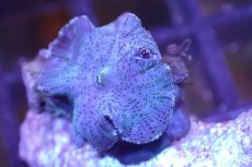 画像2: 【サンゴ】【通販】ブルーディスクコーラルsp. （個体販売）No.6（生体）（サンゴ） (2)