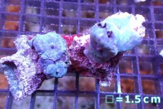 画像1: 【サンゴ】【通販】ブルーディスクコーラルsp. （個体販売）No.7（生体）（サンゴ） (1)