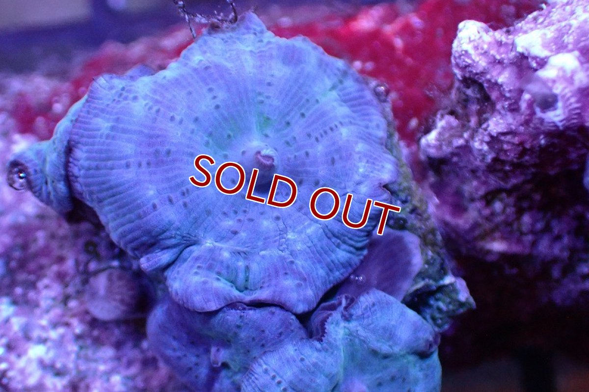 画像2: 【サンゴ】【通販】ブルーディスクコーラルsp. （個体販売）No.7（生体）（サンゴ） (2)