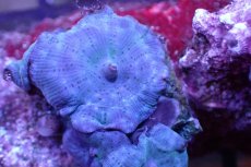 画像2: 【サンゴ】【通販】ブルーディスクコーラルsp. （個体販売）No.7（生体）（サンゴ） (2)